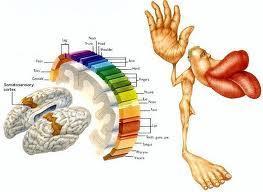 (A) Áreas de Projeções Corticais (Primarias) Áreas Sensitivas Primárias 1.