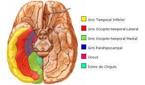 1.5 ÁREA VESTIBULAR - Lobo Parietal, próximo à área Somestésica da