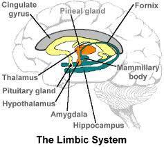 (B.2.3) Áreas Límbicas - Giro do cíngulo, Giro para-hipocampal e