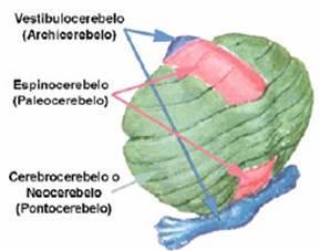 Sistema Nervoso Central Divisão Ontogenética e Filogenética do Cerebelo -