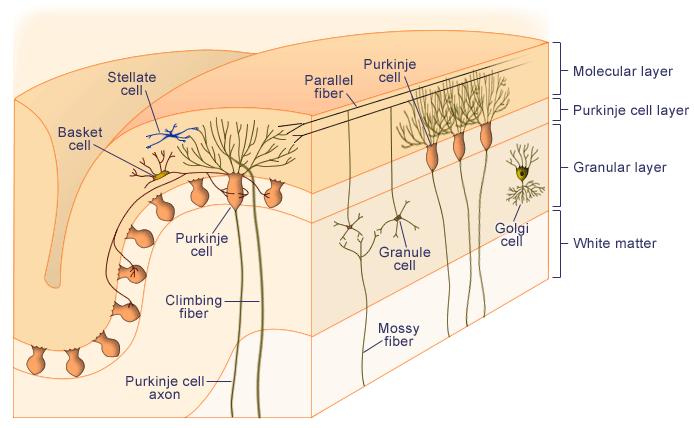 Sistema Nervoso Central Histologia do Córtex Cerebelar 03 Camadas 1 - Camada Granular Células Granulares Células de Golgi II Glomérulos 3 2 2 - Camada de Células de Purkinje