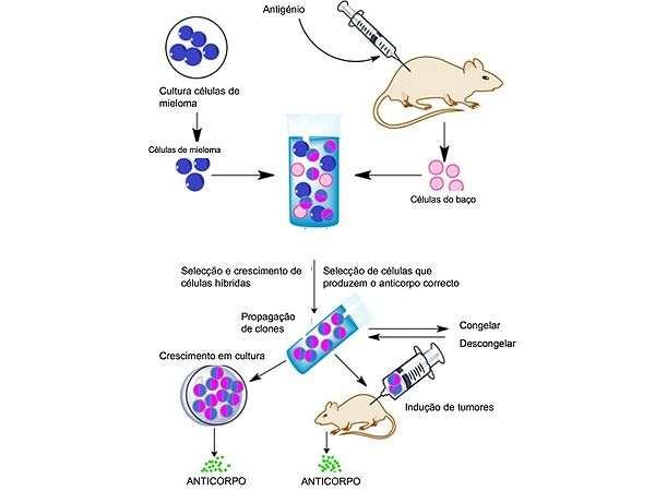 Anticorpos Monoclonais É o desenvolvimento de anticorpos específicos contra células malignas específicas.