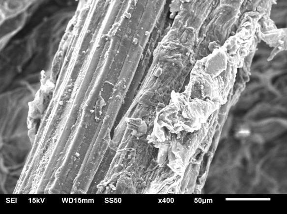 Pode-se observar também na micrografia 2a que as fibras de bananeira são compostas por feixes de microfibrilas e uma membrana que envolver estas fibrilas, chamada de lamela média.