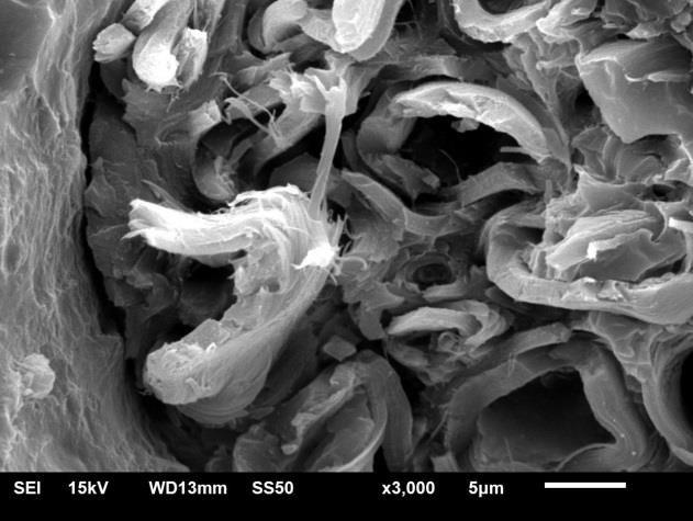 A Figura 3a e 3b apresenta a fibra de bananeira após o tratamento químico. A imagem evidencia que o tratamento alcalino aplicado limpou a superfície da fibra com a diminuição da camada de cera.