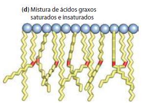 graxos em agregados