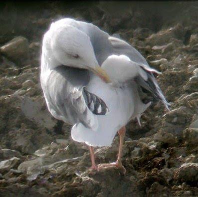 Aves aquáticas