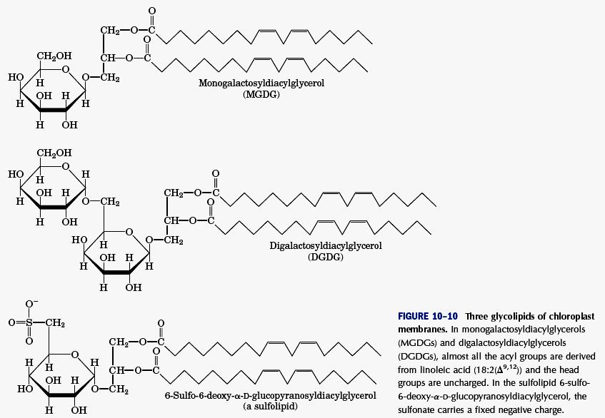 Lipídeos de Membrana galactose