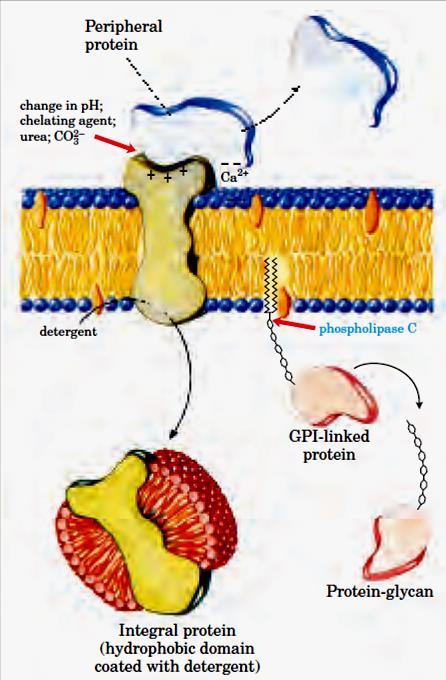 Proteína integral (domínio