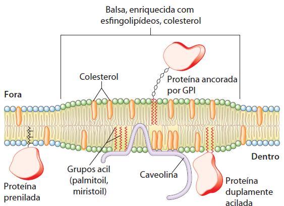 Dinâmica de Membranas