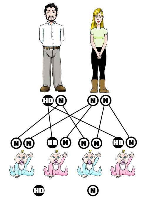 As pessoas têm doença de Huntington porque herdaram o gene expandido de um progenitor.