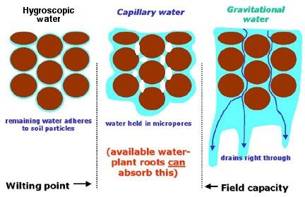 Características físico-químicas do solo - água no solo A água é essencial no solo, onde ocorre em três formas! água higroscópica! água capilar!