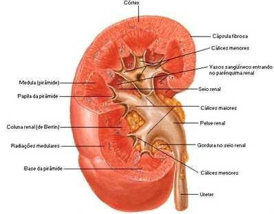 Imagem 2. Corte do Rim (parte medular e do córtex renal). O néfron é a menor unidade funcional do rim, é responsável pela filtração e formação da urina.