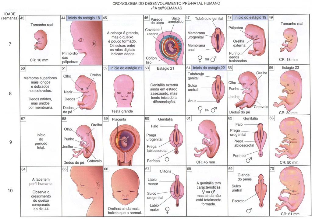 Introdução ao estudo da Embriologia: Histórico, importância e relação com  outras disciplinas. Prof a. Marta G. Amaral, Dra. Embriologia molecular -  PDF Download grátis