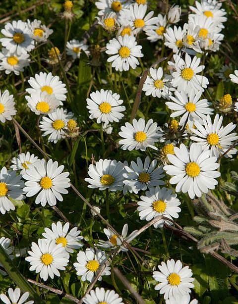 Família: ASTERACEAE.