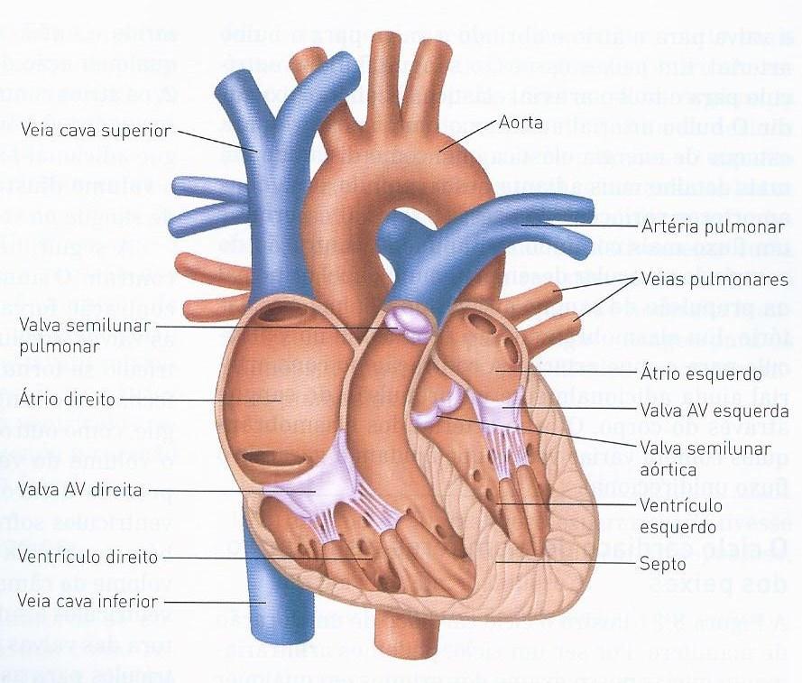 1) válvula tricúspide, entre o átrio e o ventrículo direitos; 2) válvula pulmonar (semilunar), entre o ventrículo direito e a artéria pulmonar; 2) 3) válvula mitral (bicúspide), 1) 4) 3) entre o