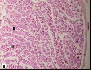 I: Fase de cromatina nucléolo; II: ovócitos