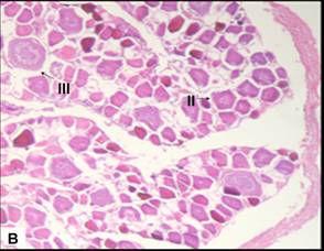 perinucleolares; III:ovócitos em