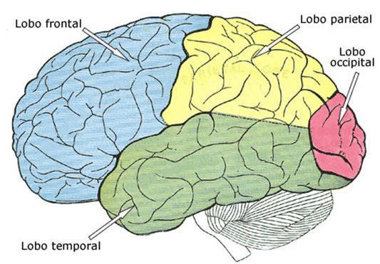 Figura 1: Divisões do cérebro Fonte: www.psiquiatriageral.com.