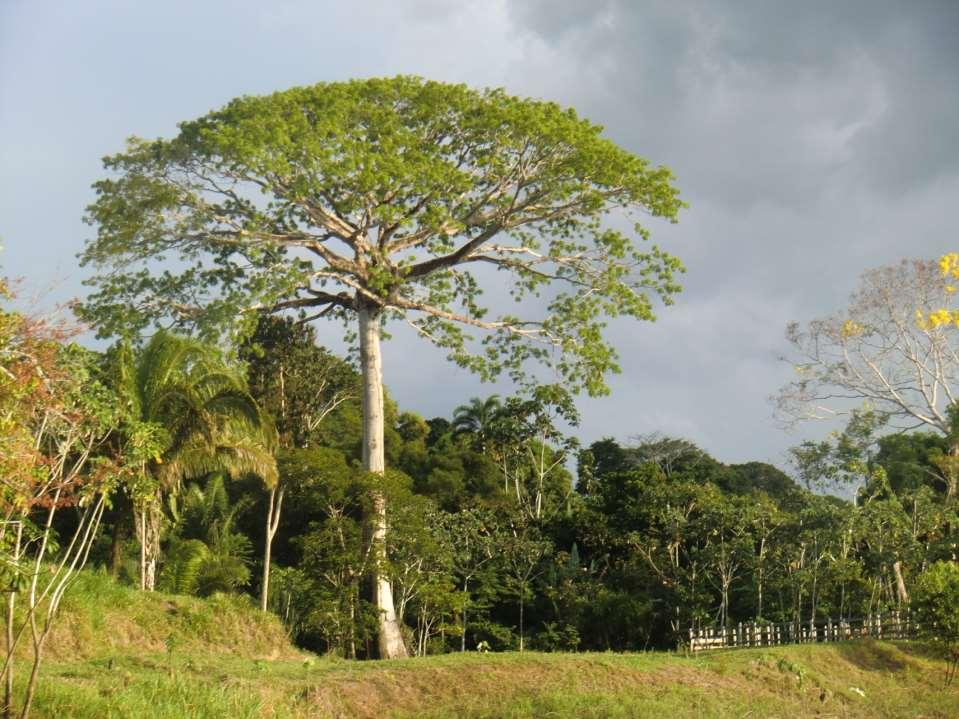 SAMAÚMA ENTRE OS MAIAS