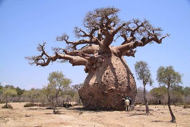 Espécies de Árvores que apresentam um significado especial para diferentes culturas BAOBÁ árvore símbolo fundamental