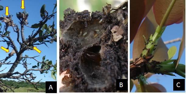 Foram identificadas formigas pertencentes a cinco subfamílias e 11 gêneros, sendo que 33 espécies para a área de Minas Gerais, 30 para Mato Grosso do Sul e 34 no Distrito Federal.