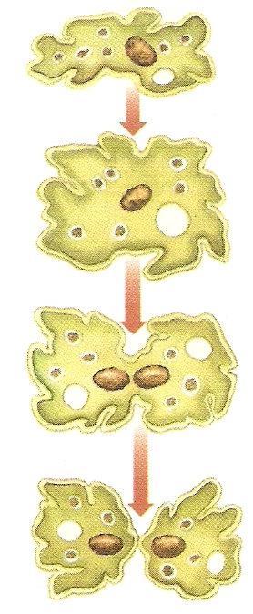 Reprodução A forma mais comum de reprodução dos ameboides é a assexuada, que ocorre em geral por divisão binária e em certos casos por divisão múltipla.