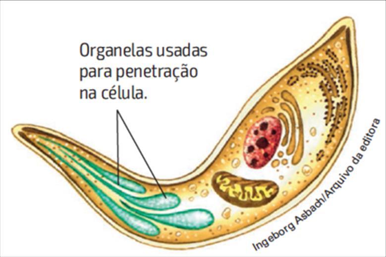 PROTOZOÁRIOS SEM ORGANELAS DE LOCOMOÇÃO p.40 Desprovidos de estruturas de locomoção. São todos parasitas intracelulares.