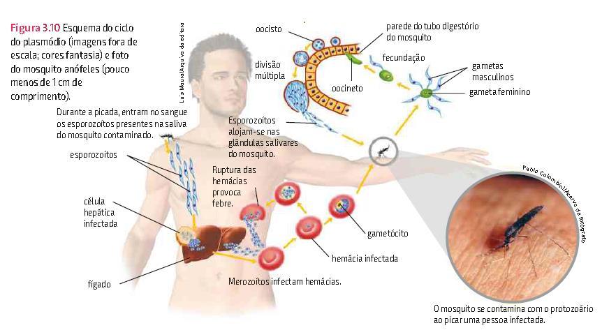 CICLO DE VIDA DO PLASMÓDIO Malária oocisto Reprodução sexuada