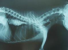 FIGURA 10 Radiografia contrastada do esôfago demonstrando dilatação na porção cervical e torácica.