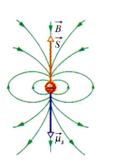 Associado a ele existe o momento magnético do spin: Onde e é a carga elementar do