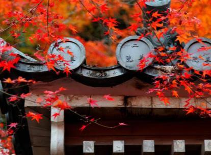 JAPÃO Cultura e Tradição no Outono Com Anfitrião Latitudes 10 a 24 de novembro, 2018 Dizem que, se planeja viajar ao