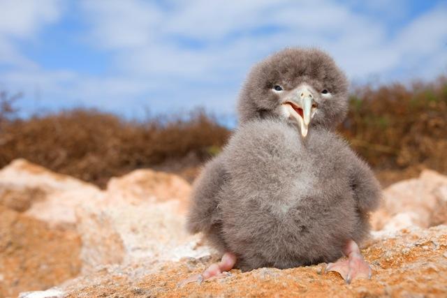 A BIRDLIFE INTERNATIONAL Birdlife International é uma parceria global entre organizações de conservação, representada em mais de 100 países e territórios em todo o mundo, que luta pela conservação