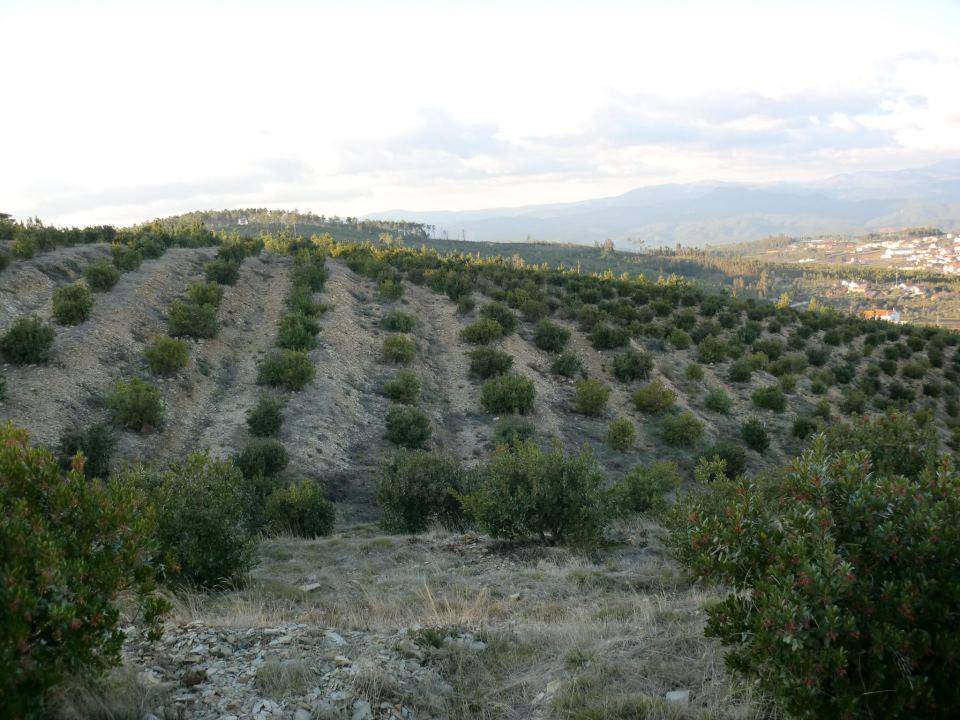 Enquadramento o fruto é utilizado na produção de aguardente, a principal fonte de rendimento Plantação de medronheiros do proprietário Jorge Simões no Estreito (Oleiros), com cerca de 9 anos.