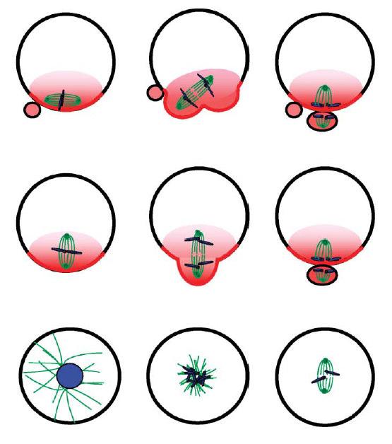 7 Figura 01: Eventos celulares que ocorrem durante a maturação nuclear em oócitos de mamíferos.