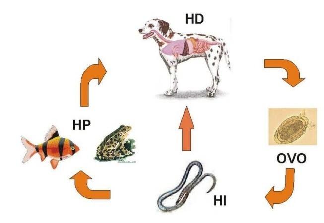 15 cadeia epidemiológica que o cão, considerando os seus hábitos alimentares e migratórios, (LEITE et al., 2005). Figura 3 Esquema do ciclo biológico de D. renale.