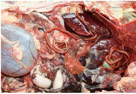 18 Figura 6 Peritonite granulomatosa associada a parasitos adultos livres na cavidade abdominal. Fonte: Silveira et al. (2015).