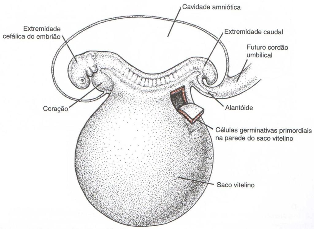 Gametogênese Embrião final 3ªsemana CGP se formam no epiblasto na 2ª sem.