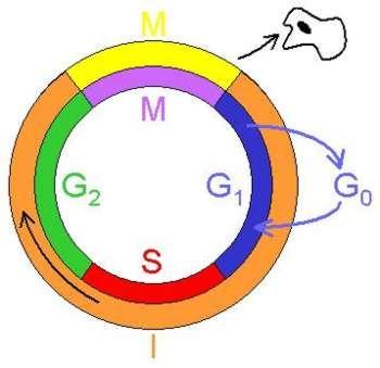 Ciclo celular =Mitose Fases da interfase: G1: 1º fase de crescimento G0: célula mantém a sua taxa metabólica, mas não cresce em tamanho,