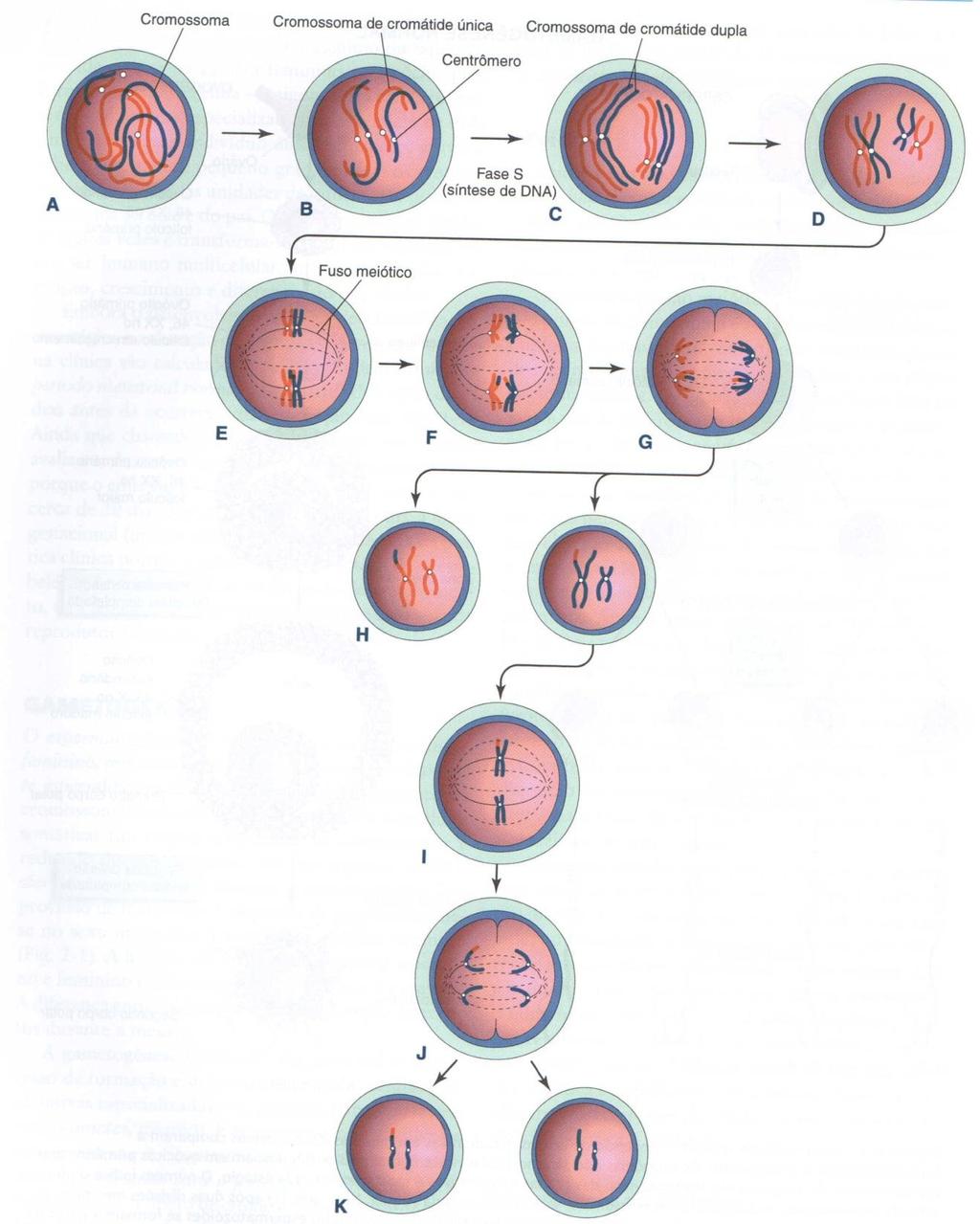 1ª Meiose (reducional) cromossomos se aproximam e Prófase formam pares com 2 cromátides Metáfase 2 cromossomos do par orientam-se no fuso meiótico Fim da 1ª meiose Pares de