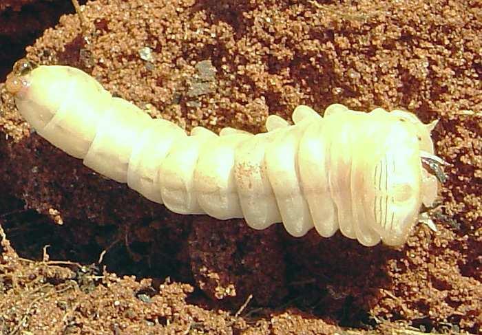 Migdolus: larva