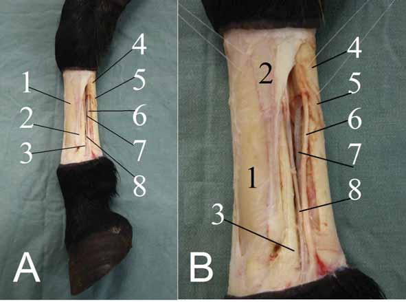 36 Figura 3: Dessecação da região proximal do membro torácico esquerdo do equino.