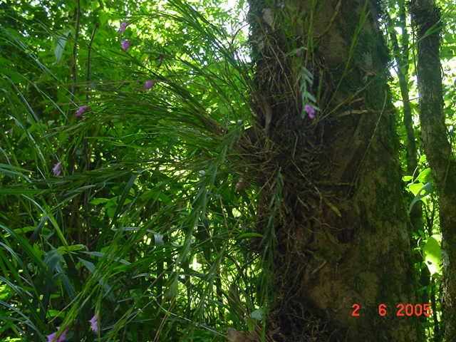 ) Foto 2 Orquídea epifítica