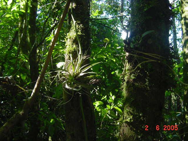 Cravo-do-mato (Tillandsia