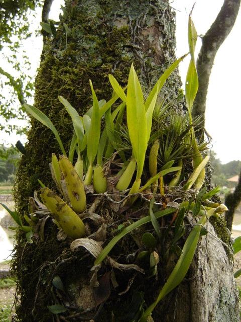 Foto 7 Orquídea epifítica relocada na Trilha da Associação