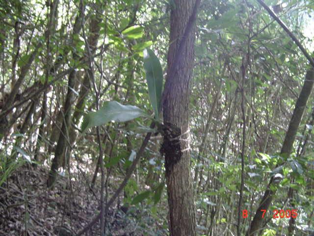 Orquídea