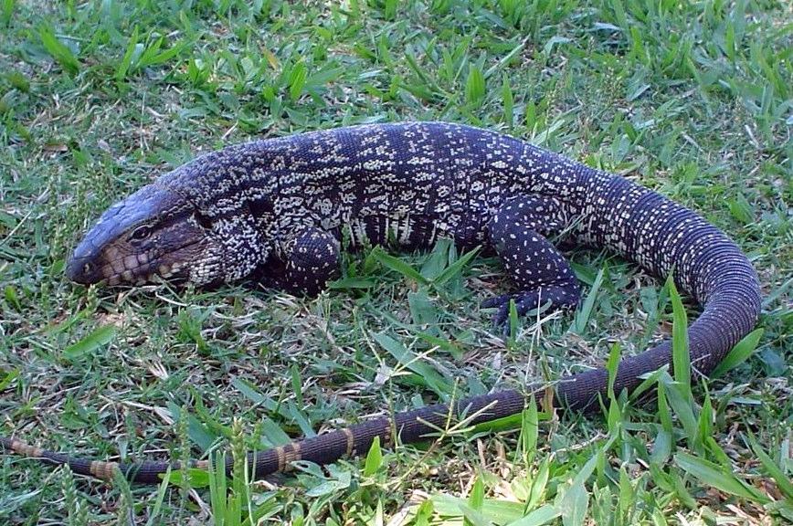Répteis Durante a campanha de campo, apenas uma espécie de lagarto (Tupinambis merianae), conhecido popularmente como lagarto-de-papo-amarelo, foi registrada próxima à margem esquerda do reservatório