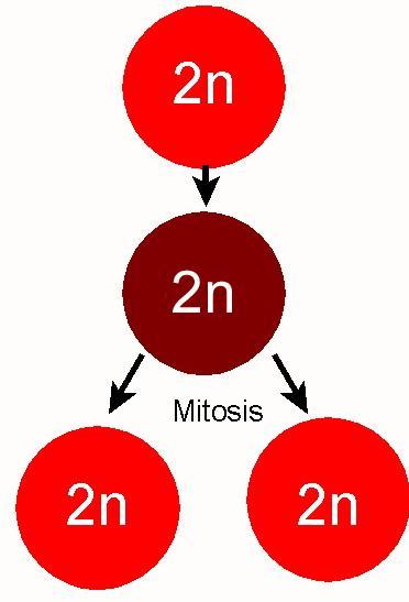 Divisão Celular Dois tipos o Mitose o Uma célula dá origem a