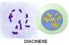 Meiose Fases da Meiose I Prófase I o Diacinese Terminalização dos quiasmas o Cromossomos continuam a se