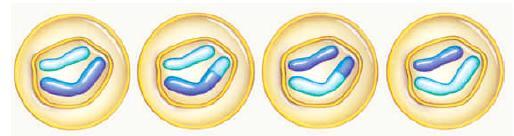 Meiose Fases da Meiose II Telófase II o Cromossomos estão nos pólos da células o