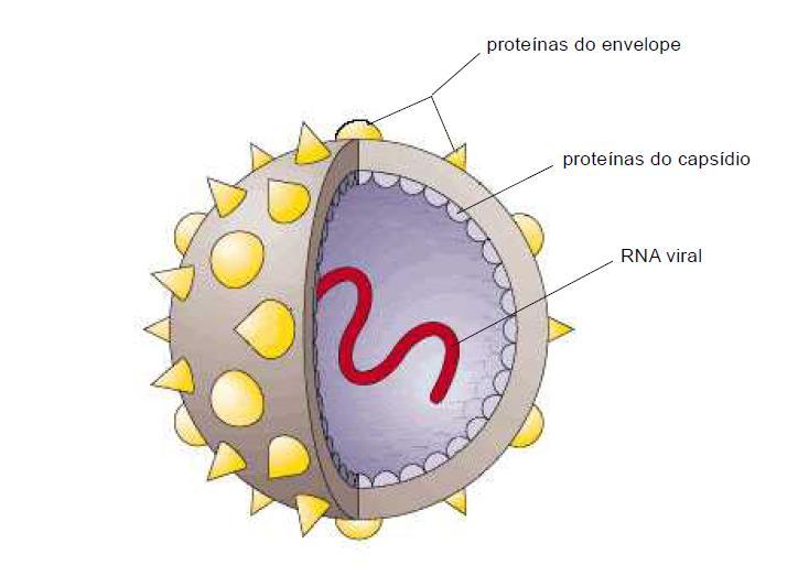(72, 80). É composto por uma cadeia simples de RNA a qual apresenta proteínas estruturais (core, E1 e E2) e não estruturais (P7, NS2, NS3, NS4A, NS4B, NS5A e NS5B) (FIGURAS 1 e 2).